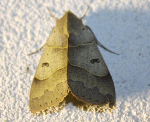 Minucia lunaris